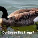 Do Geese Eat Frogs? What Wetlands Reveal