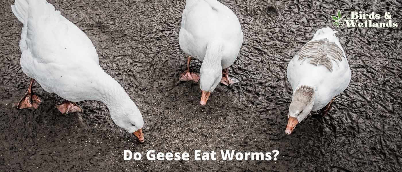 Do Geese Eat Worms? Digging Deep into Their Diet