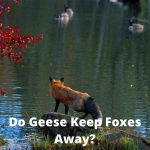 Do Geese Keep Foxes Away? Exploring Nature's Deterrents