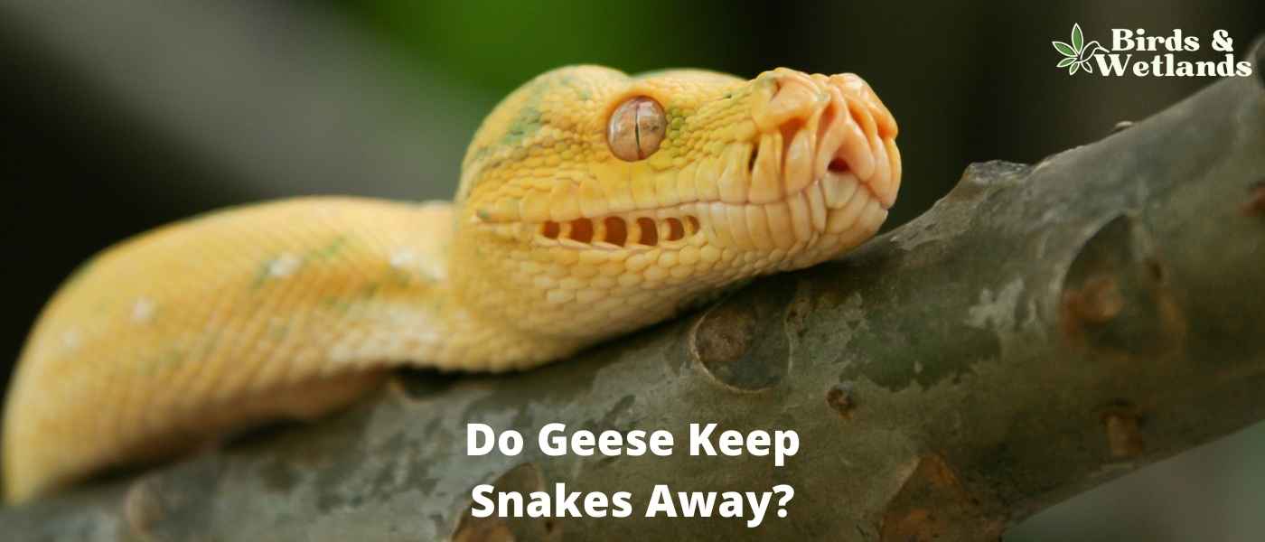 Do Geese Eat Snakes? The Answer Might Surprise You