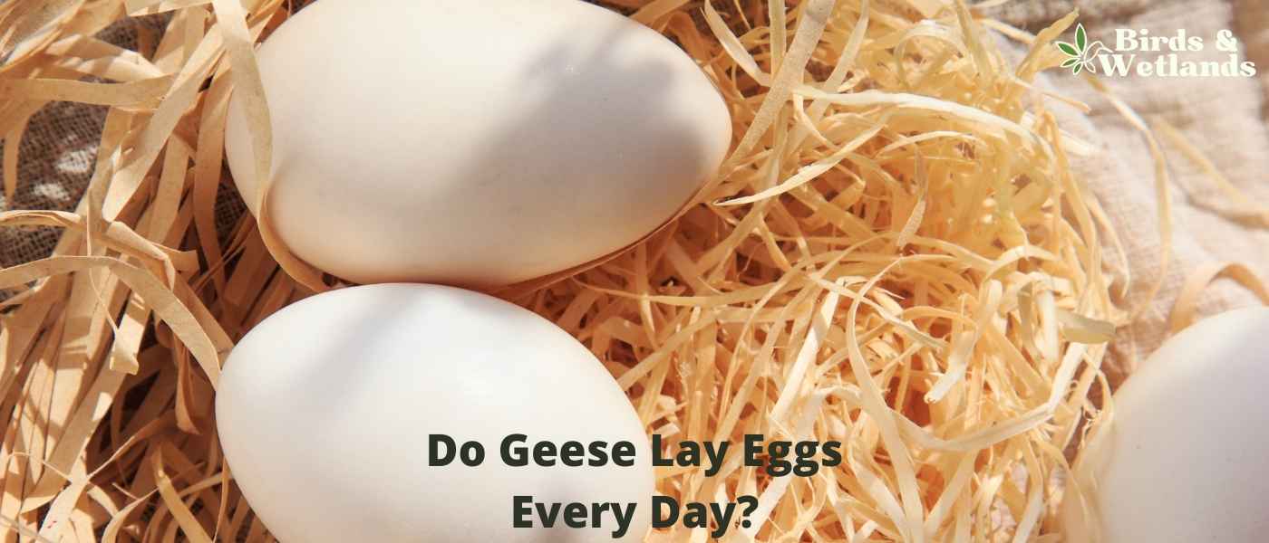 Do Geese Lay Eggs Every Day? Unraveling Their Reproductive Cycle