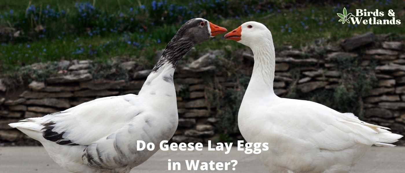 23 Stunning Water Birds in Arizona (+ Photo Guide)