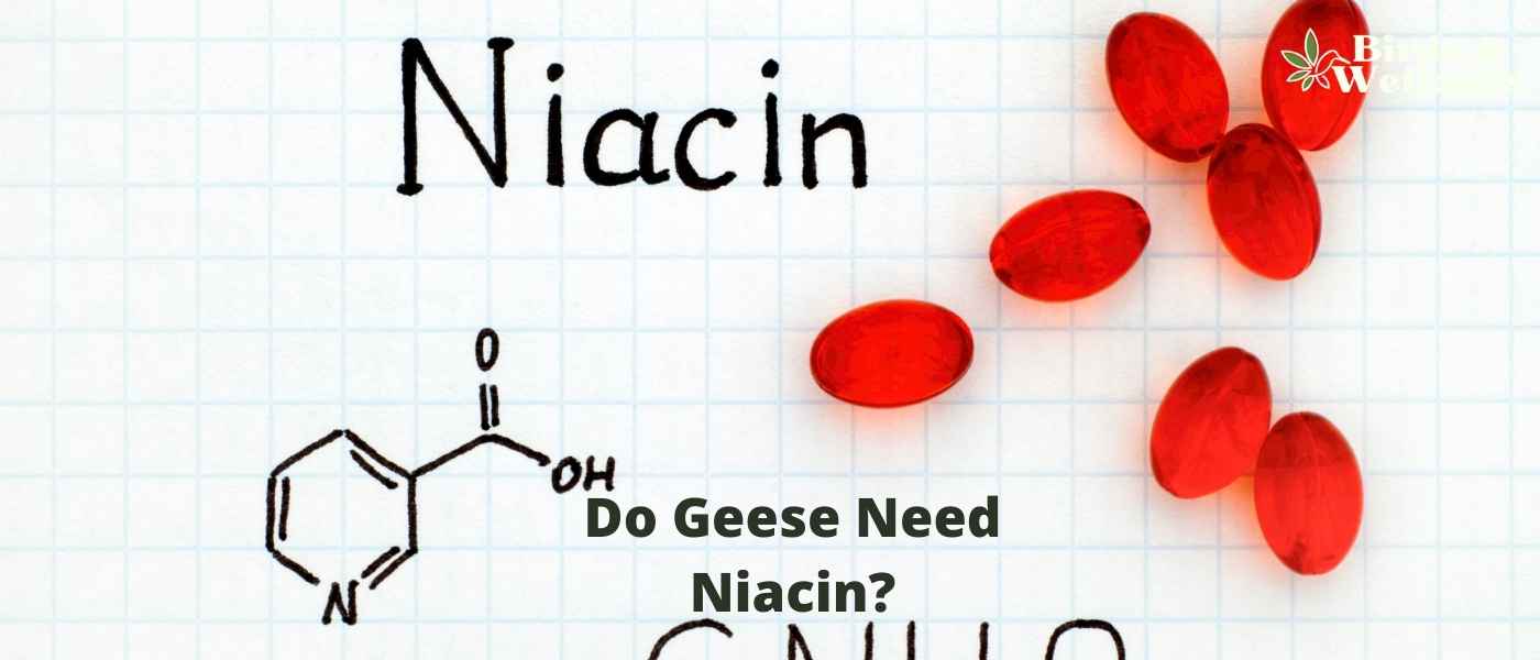 Do Geese Need Niacin? Diving into Their Nutritional Needs