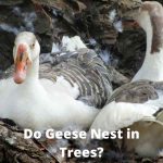 Do Geese Nest in Trees? Surprising Nesting Sites Revealed