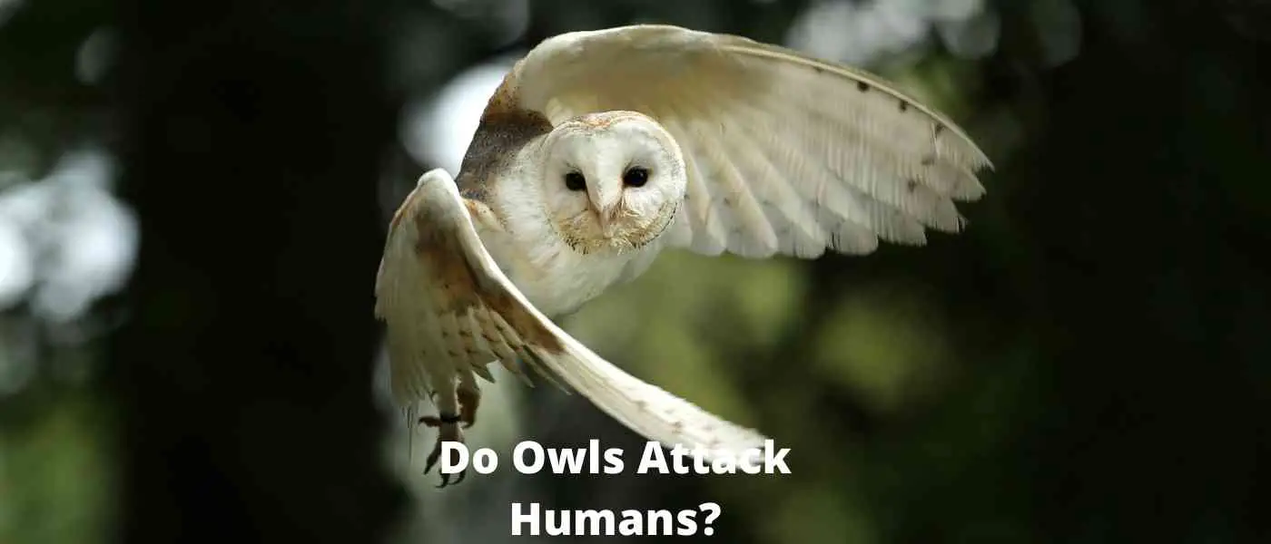Do Owls Attack Humans? If So Why?