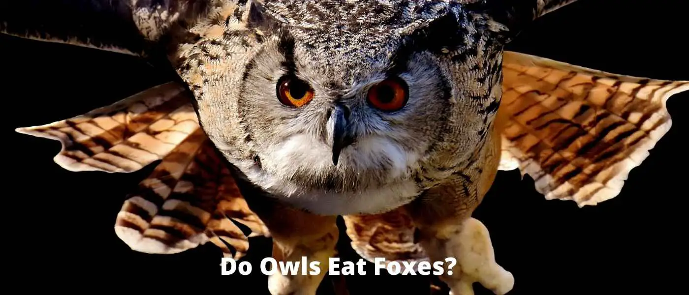 Feathers and Talons: Do Owls Eat Ducks?