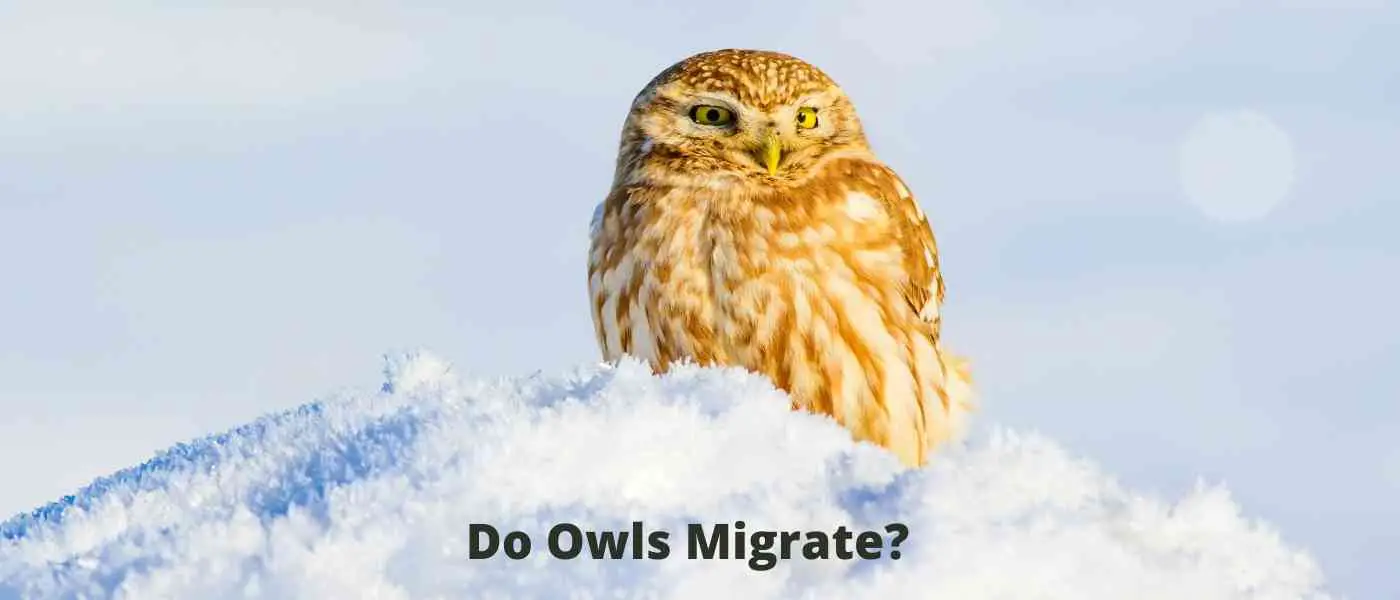 19 Types of Owls Found in United States (Photo Guide)