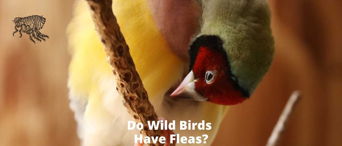 Do Wild Birds Lay Unfertilized Eggs?