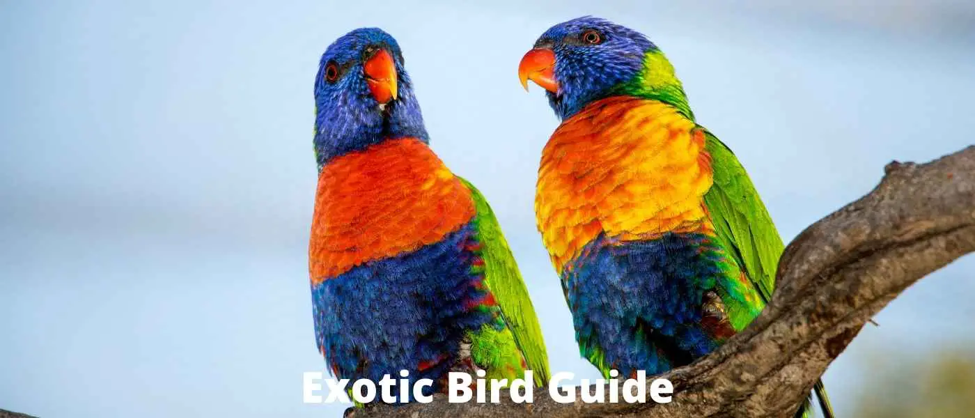 Bird Berries: Do Birds Eat Berries?