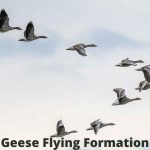 Geese Flying Formation