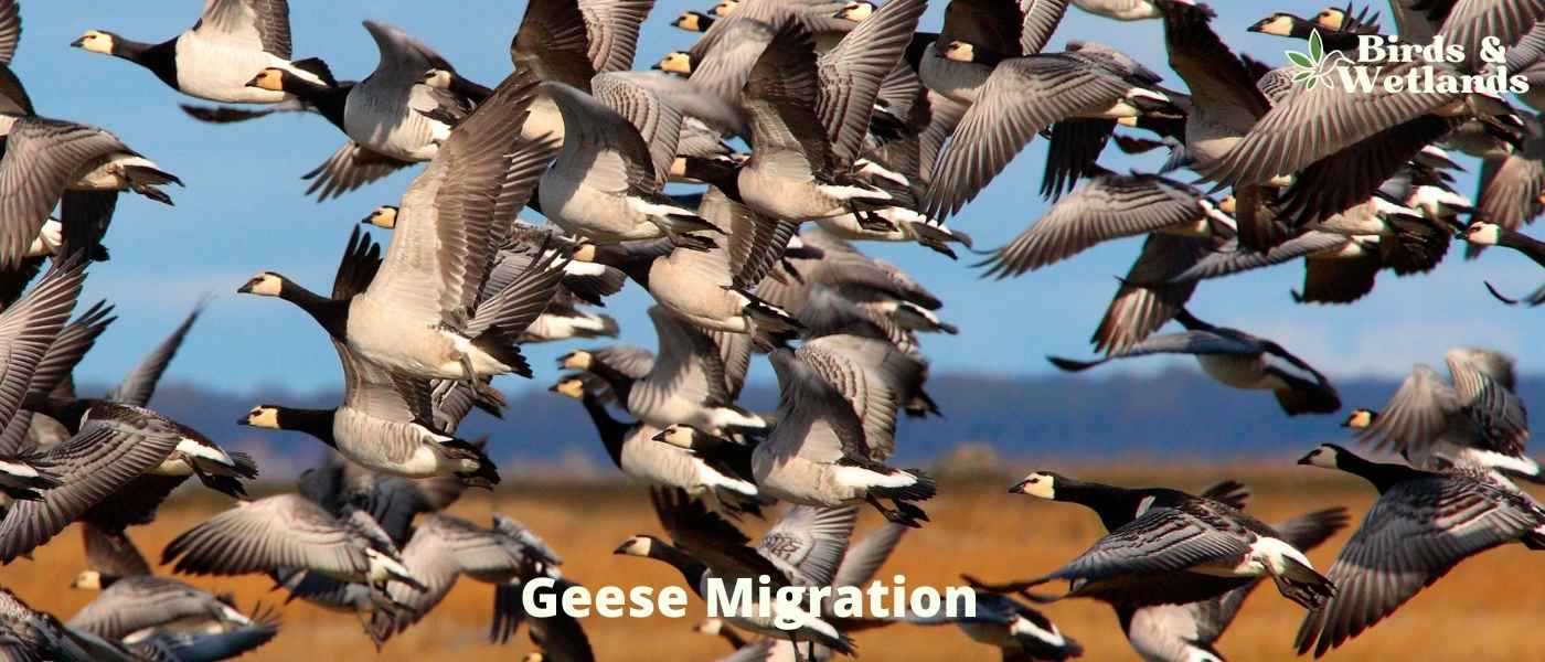 Facts About the Geese Migration You Didn't Expect To Learn Today