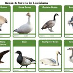 Wetlands In Louisiana