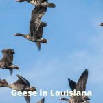 Geese in Louisiana: A Guide to Birding in the Bayou State