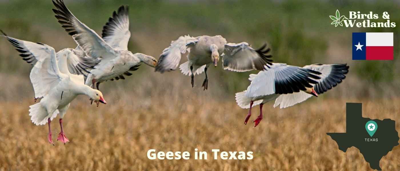 15 Majestic Hawks in Texas (+ Photo Guides)