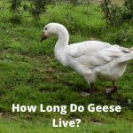 How Long Do Geese Live?