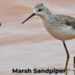 Carpinteria Salt Marsh Reserve