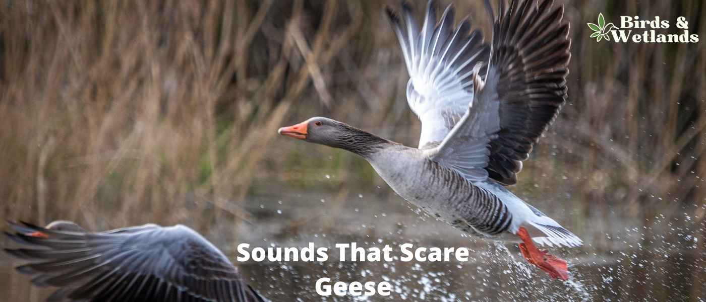 Sounds That Scare Geese: Delving into Avian Aversions