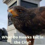 What Do Hawks Eat in the City?