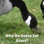 Can Ducks Eat Grass: A Match Made in Heaven?