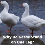 The Fascinating Reason Why Do Geese Stand on One Leg?