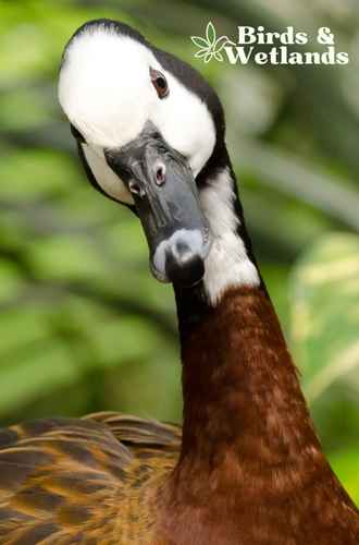Dangerous Greens: Plants Poisonous to Ducks