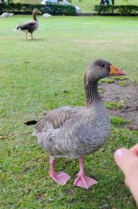Housing for Geese - Building the Right Waterfowl Housing