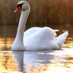 Oats so simple... Can Swans Eat Oats?