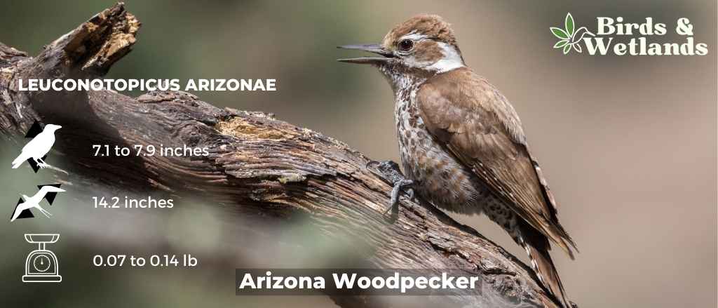Hawks in Arizona (15 Species)