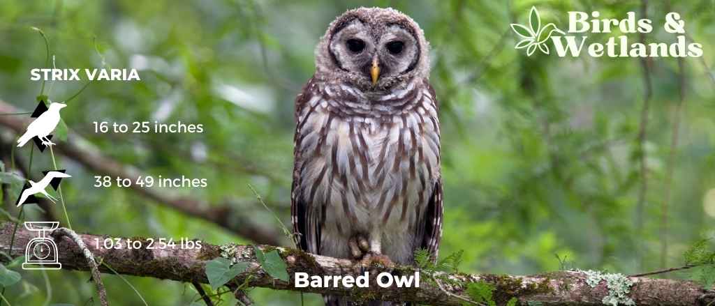 Delving into the World of the Barred Owl