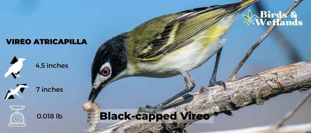 Attracting Black-Capped Chickadees To Your Backyard!
