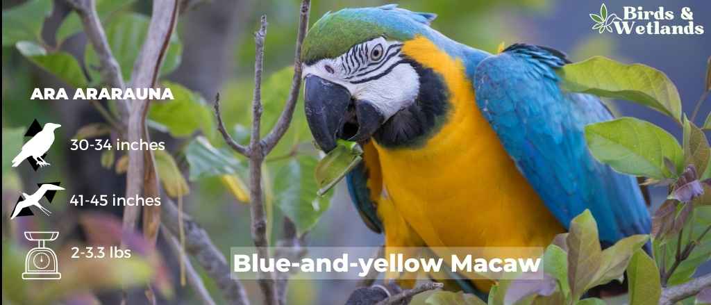 11 Blue Birds in Washington (+Free Photo Guide)