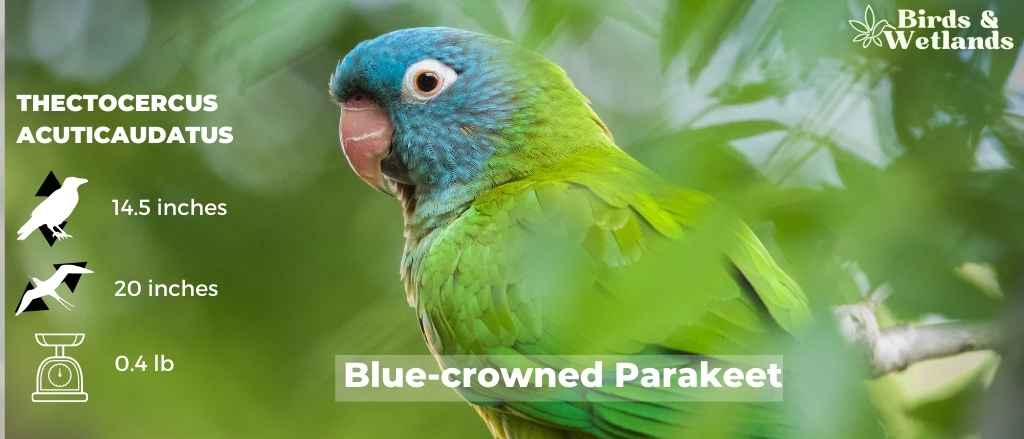 12 Blue Birds in Connecticut (+Free Photo Guide)