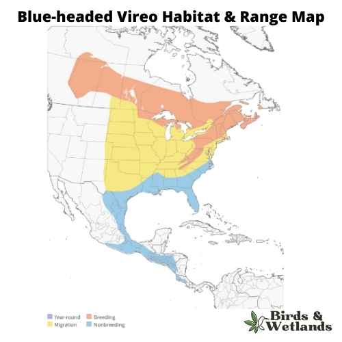 12 Blue Birds in Virginia (+Free Photo Guide)