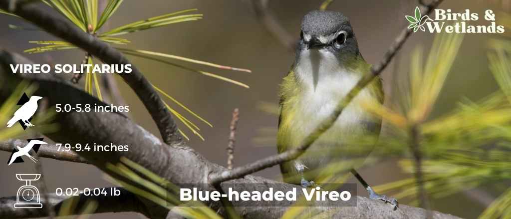 12 Blue Birds in Maryland (+Free Photo Guide)