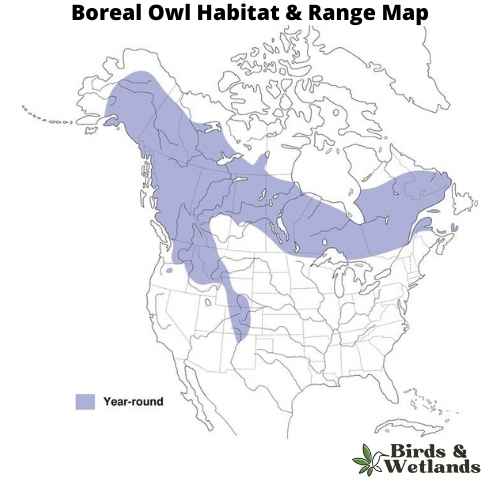 The Silent Snip: Unraveling the Secrets of the Owl's Beak
