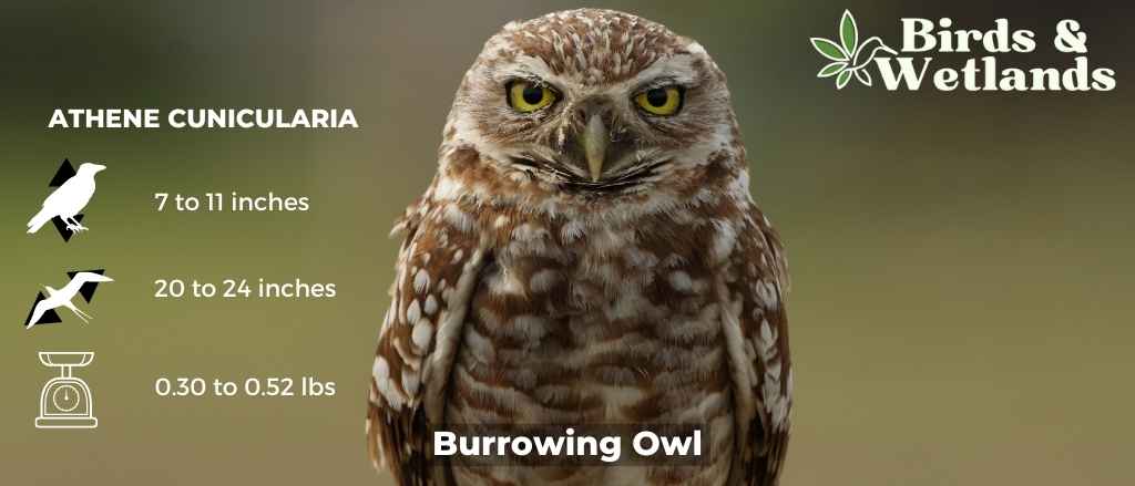 Dive into the World of Burrowing Owls