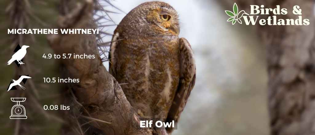 Elf Owl: The Desert's Tiny Nocturnal Sprite