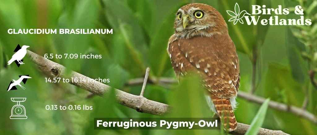 Meet the Mini Marvel: The Ferruginous Pygmy Owl Guide