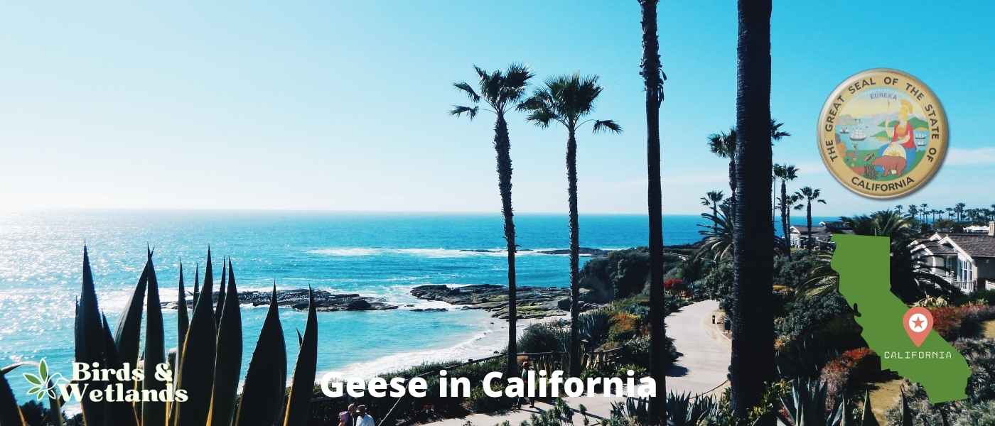 Geese in California (6 Species + FREE Guide)