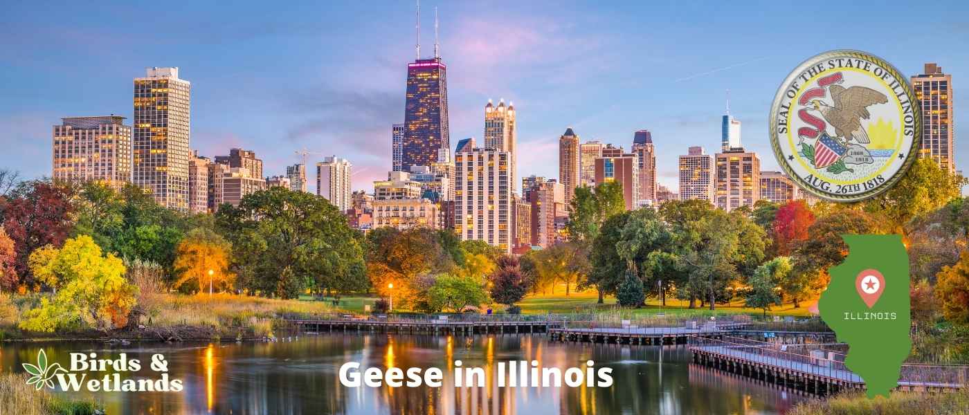 Hawks in Illinois (9 Intriguing Species to Discover!)