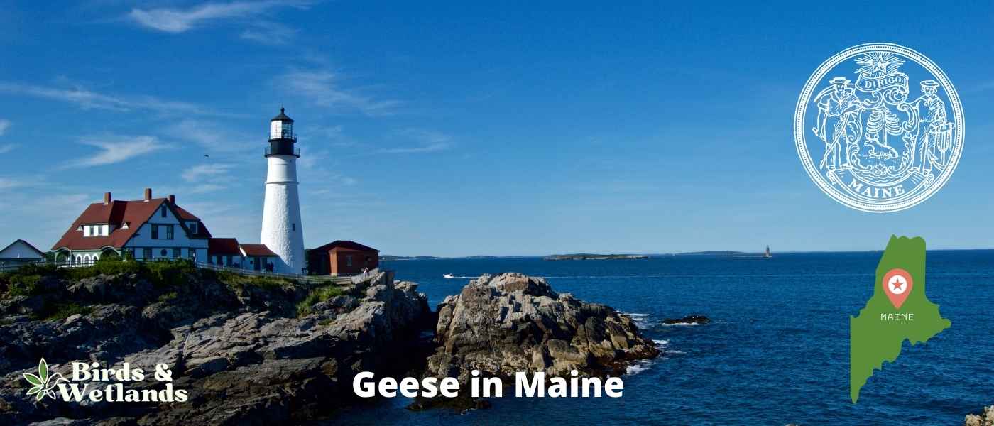 Geese in Maine (7 Types + FREE Photo Guide)