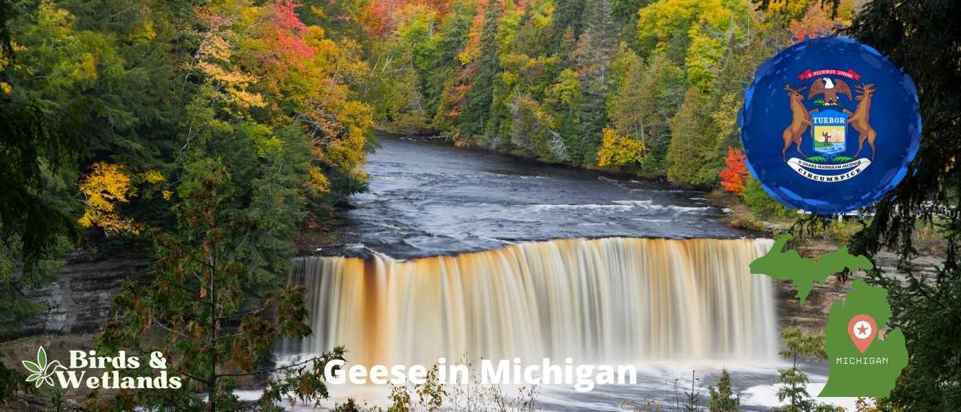 11 Species of Hawks in Michigan You Can't Miss!