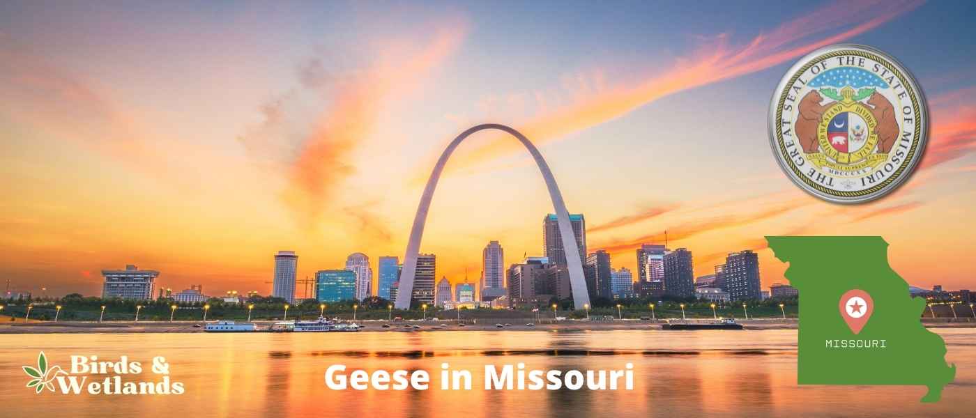9 Astonishing Species of Hawks in Missouri!