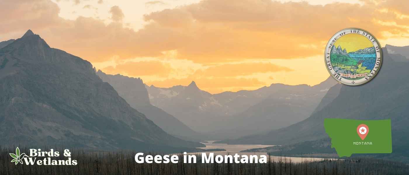 10 Spectular Hawks in Montana! (+ Photo Guides)