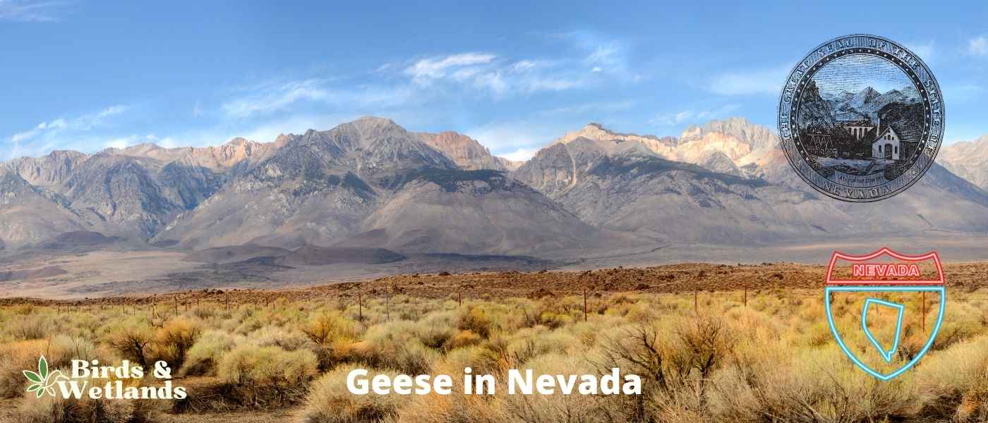 13 Fascinating Hawks in Nevada!