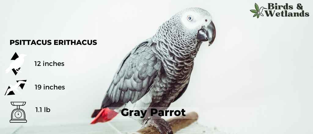 The Majestic Puerto Rican Parrot: A National Treasure