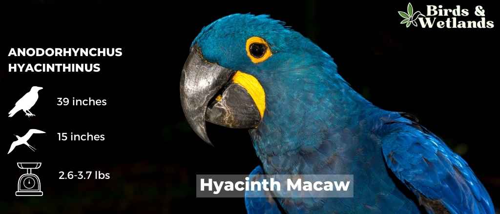 The Majestic Beauty of Macaws: A Guide to These Colorful Parrots