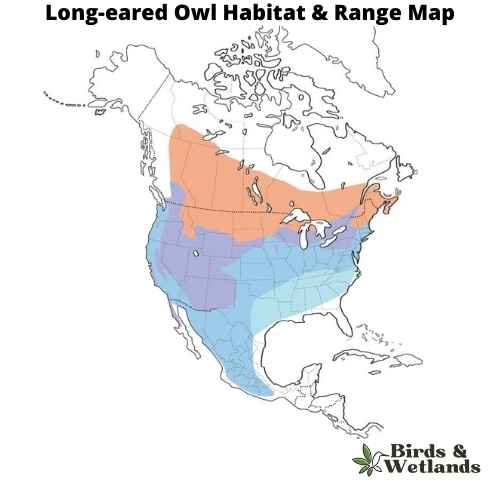 The Enigma of the Forest: A Comprehensive Guide to the Long-Eared Owl
