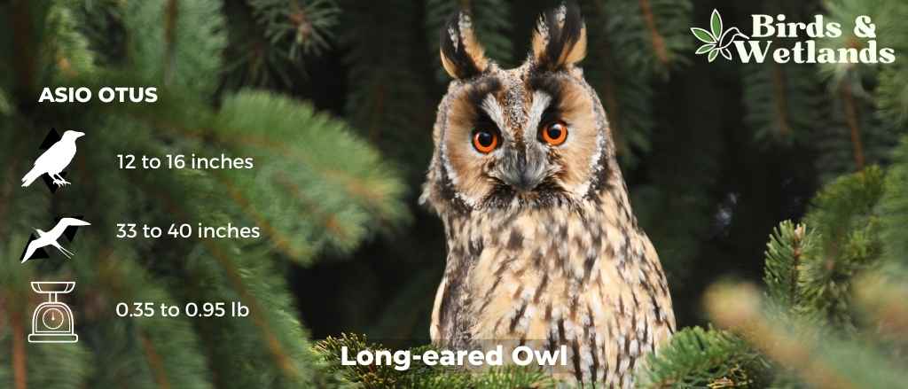 The Enigma of the Forest: A Comprehensive Guide to the Long-Eared Owl