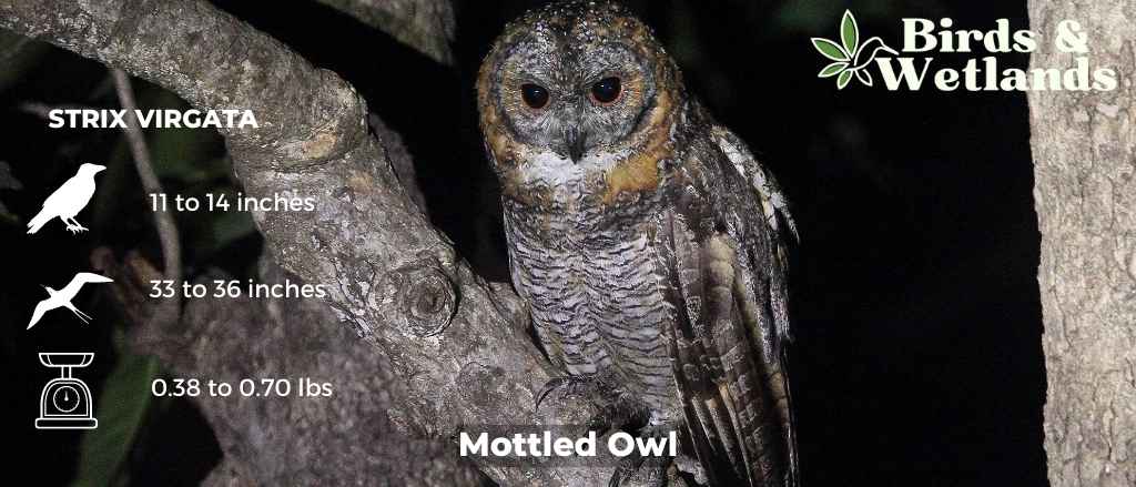 Master of Camouflage: Guide to the Flammulated Owl